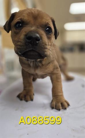 SIDESWIPE, Adoptable, Puppy Male Pit Bull Terrier.