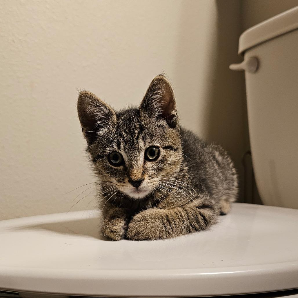 Buttercup 25-36, Adoptable, Young Male Domestic Short Hair.