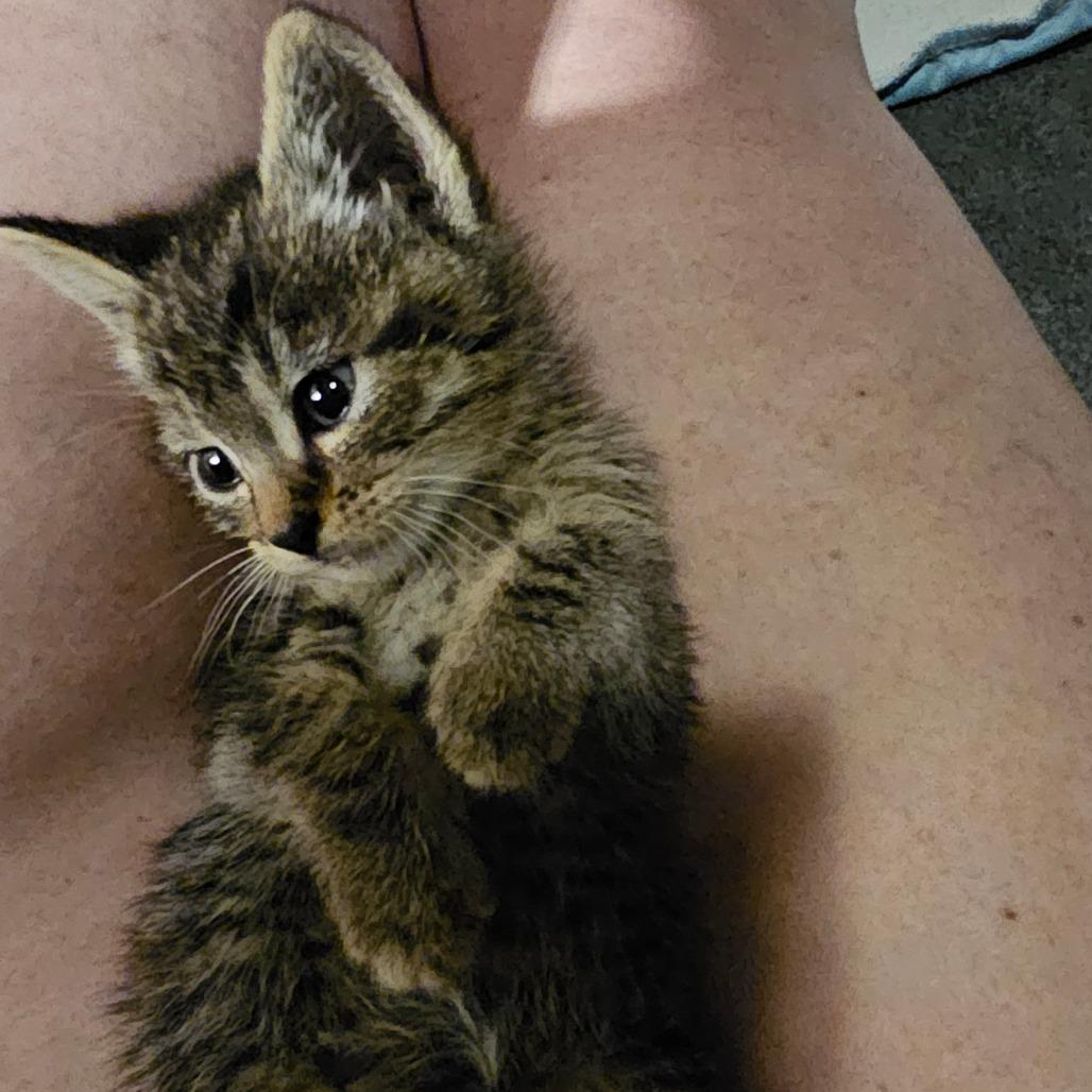 Buttercup 25-36, a Adoptable Domestic Short Hair in Bottineau, ND image 2/5