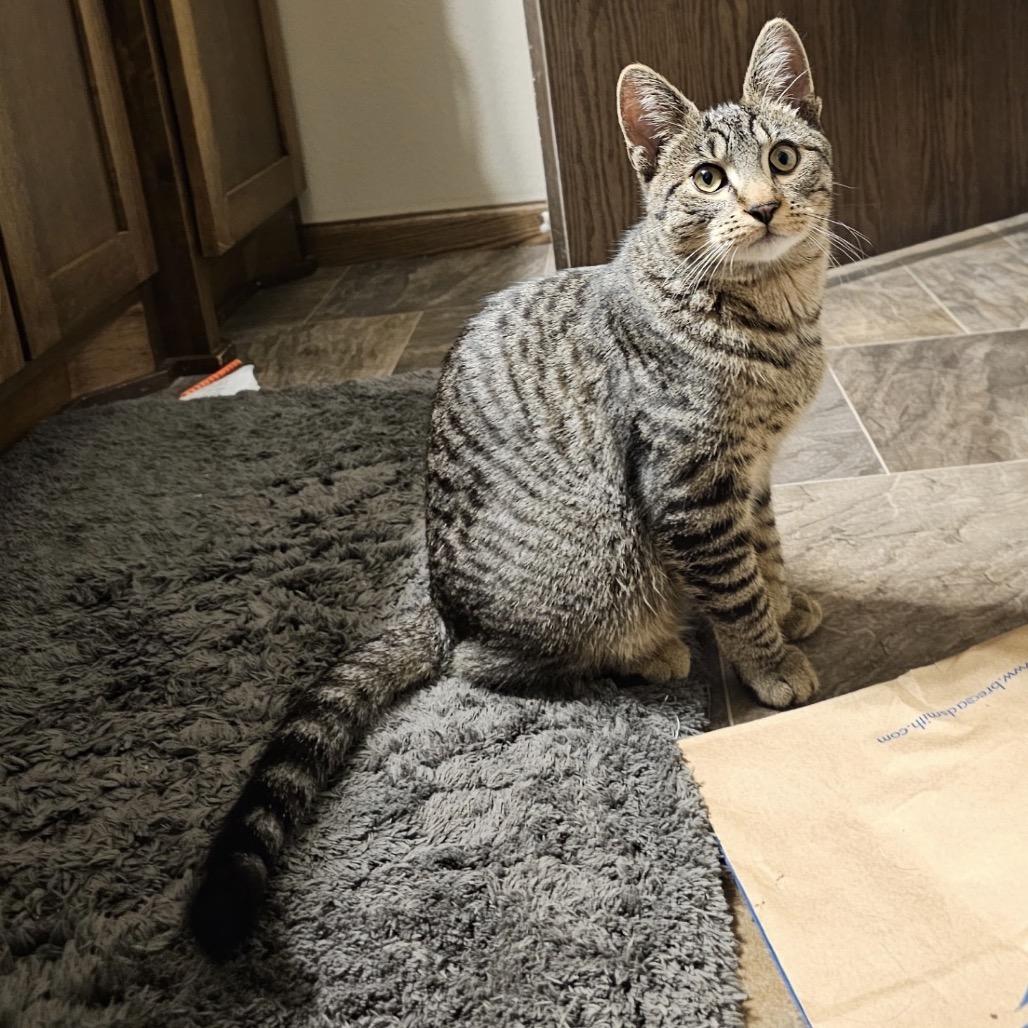 Buttercup 25-36, a Adoptable Domestic Short Hair in Bottineau, ND image 3/5