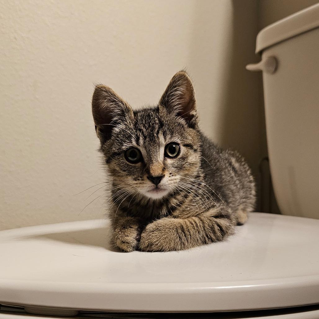 Buttercup 25-36, a Adoptable Domestic Short Hair in Bottineau, ND image 3/5