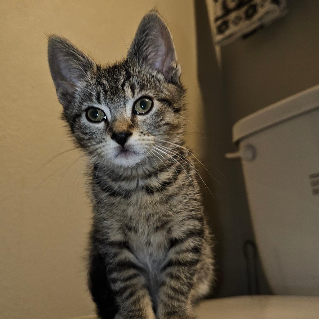 Buttercup 25-36, a Adoptable Domestic Short Hair in Bottineau, ND image 4/5