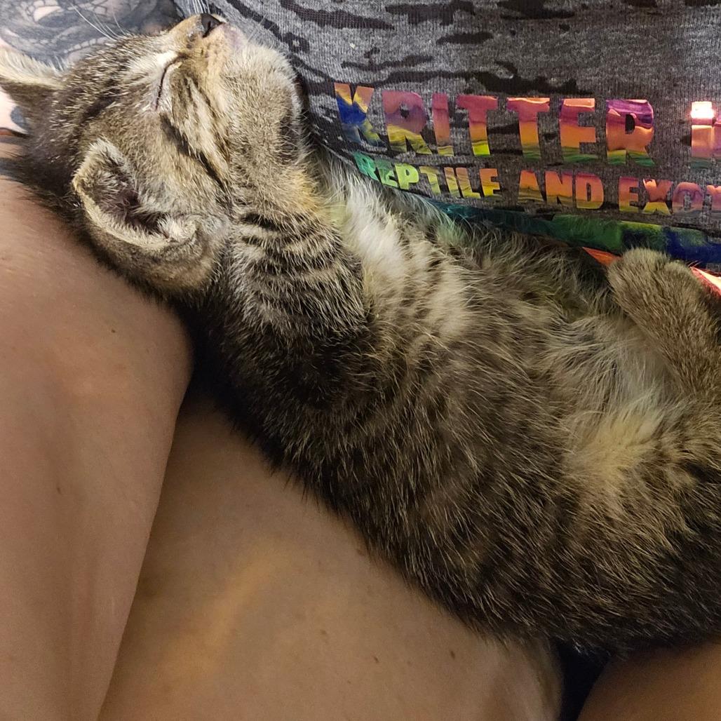 Buttercup 25-36, a Adoptable Domestic Short Hair in Bottineau, ND image 5/5