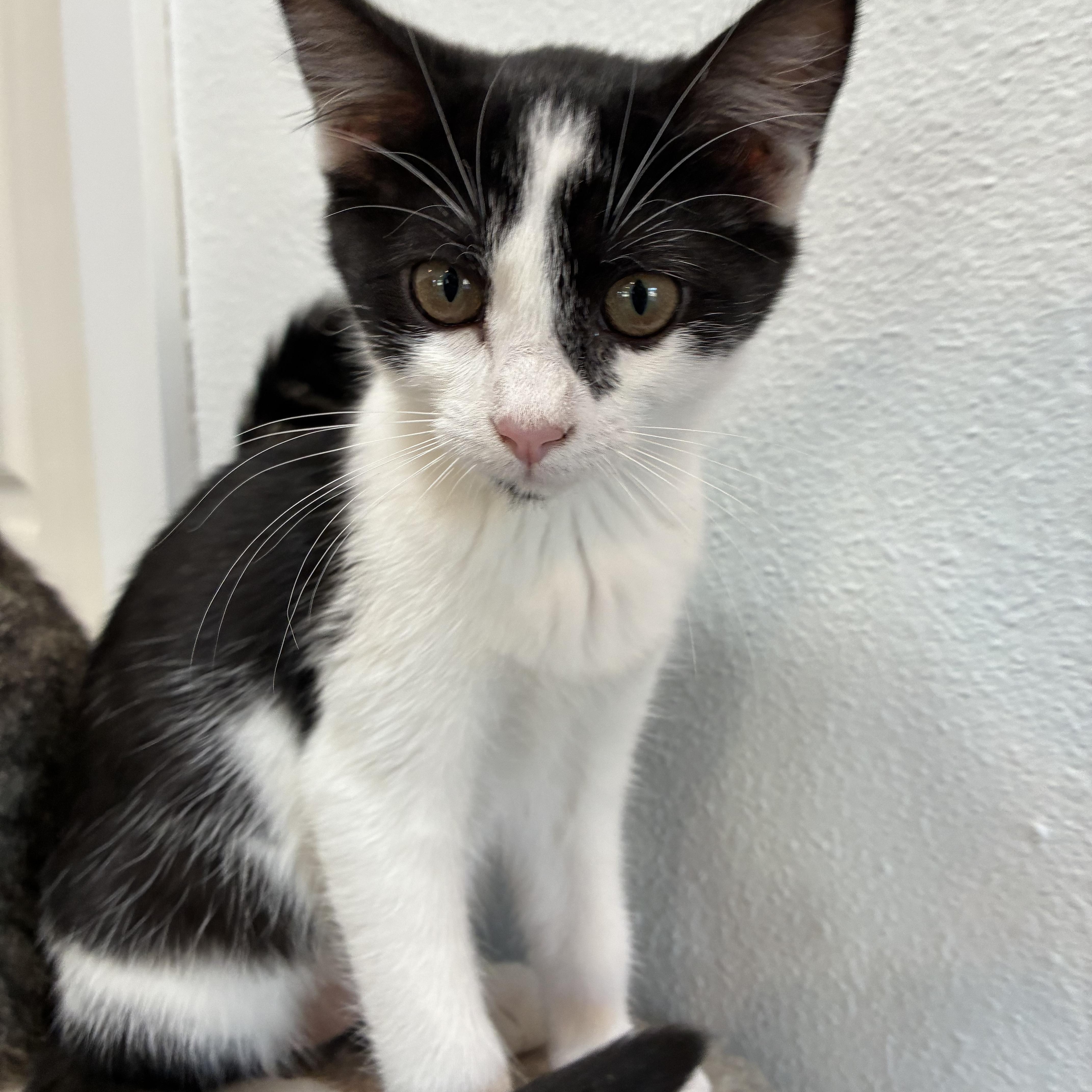 Bomber, an adopted Domestic Short Hair in Bonners Ferry, ID image 3/3