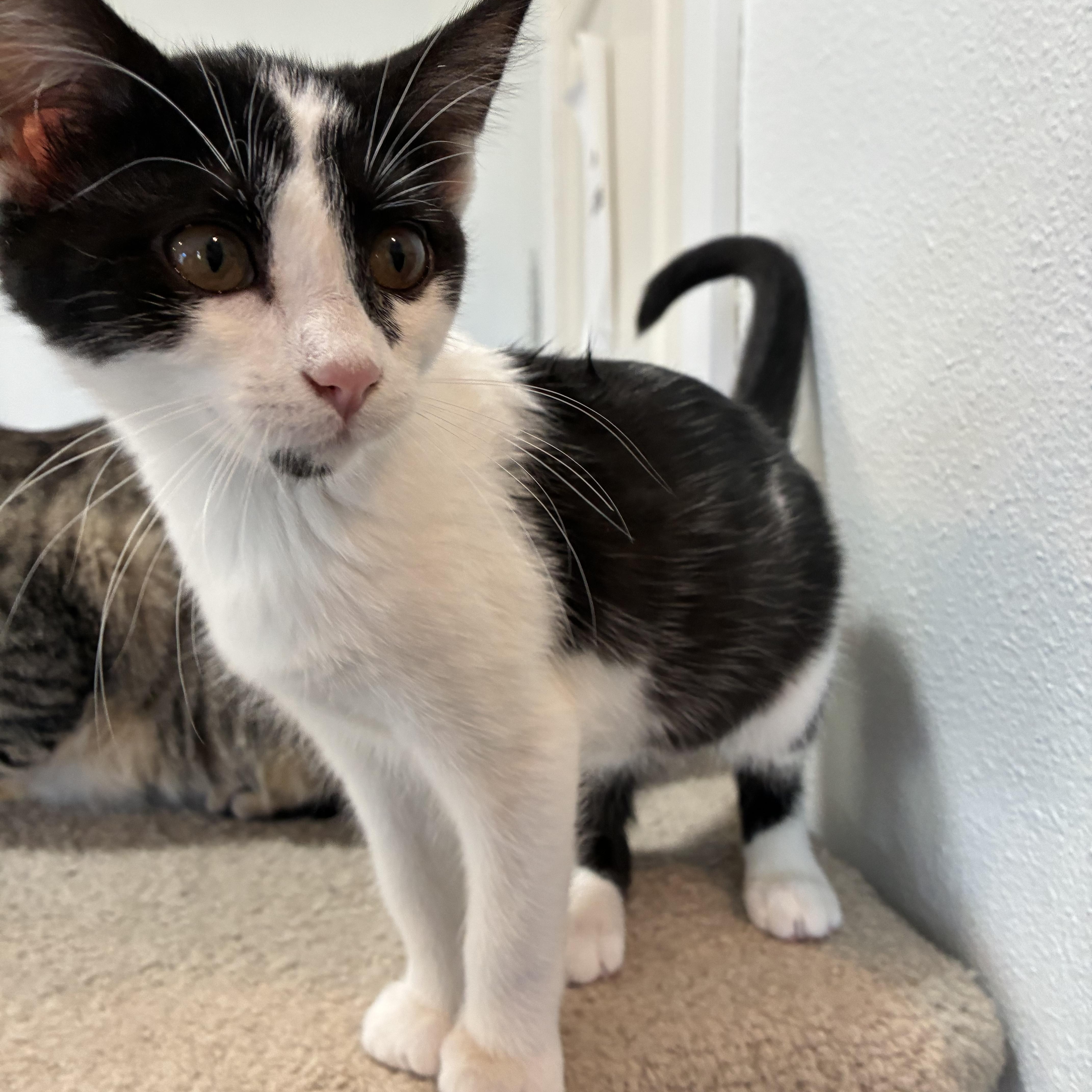 Bomber, an adopted Domestic Short Hair in Bonners Ferry, ID image 2/3