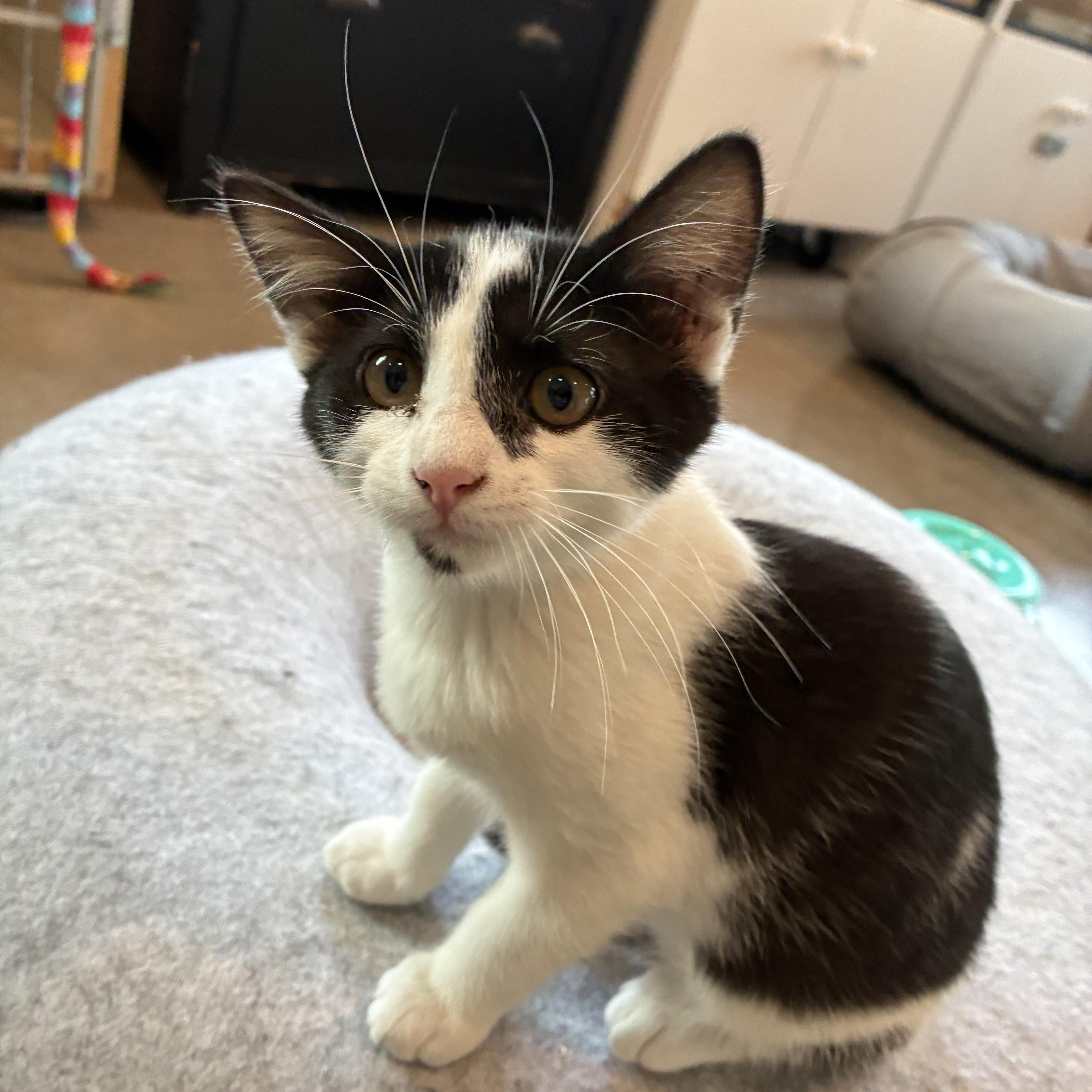 Bomber, an adopted Domestic Short Hair in Bonners Ferry, ID image 1/3