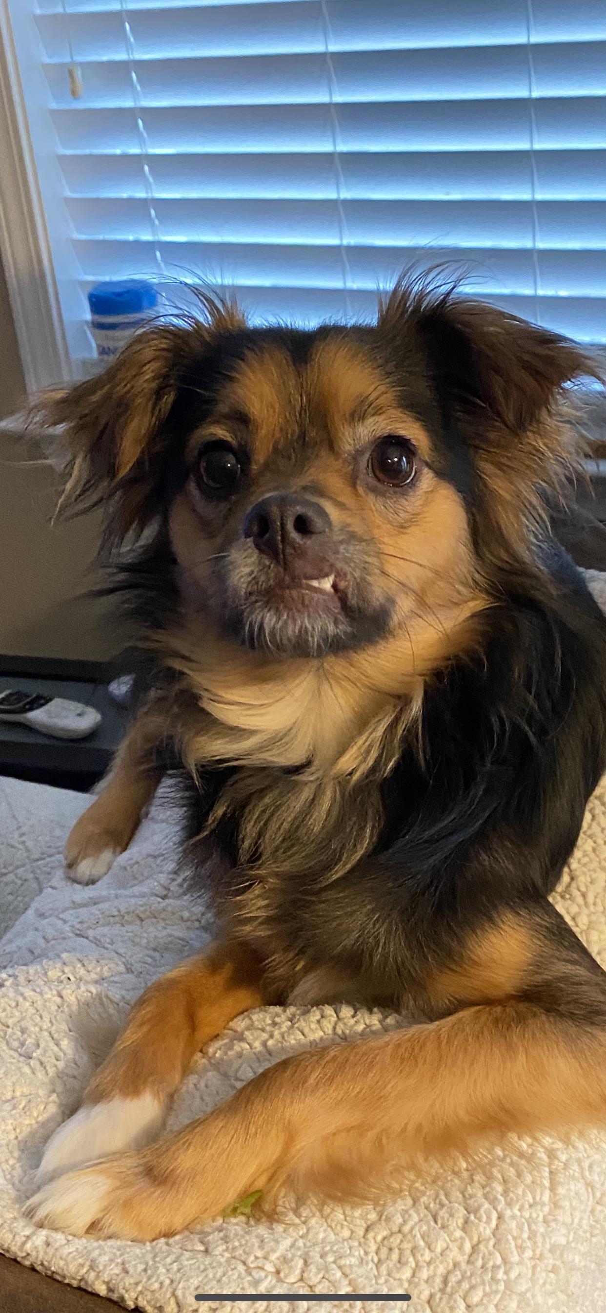 Pico AKA Tucker — thumbnail 2