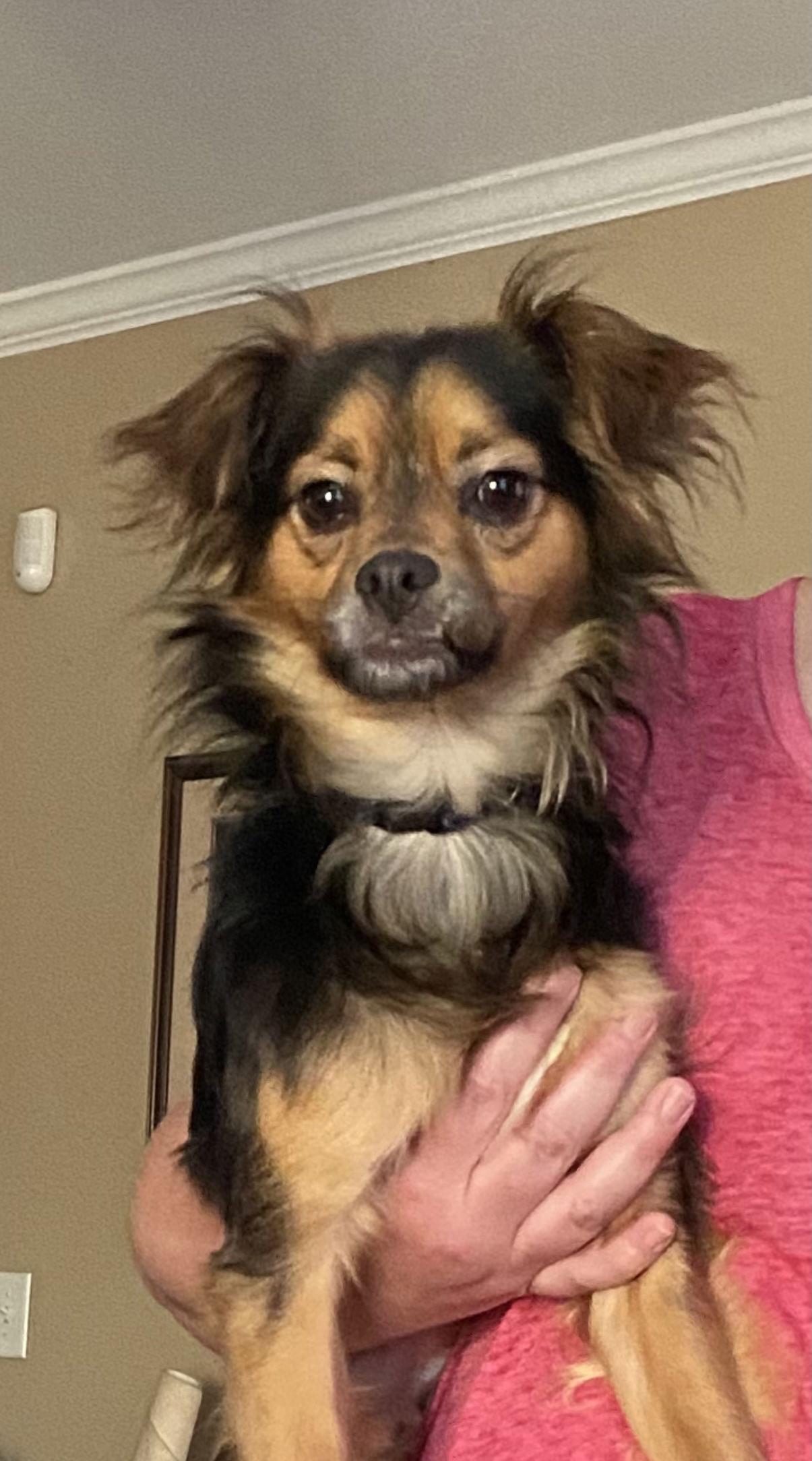 Pico AKA Tucker — thumbnail 3