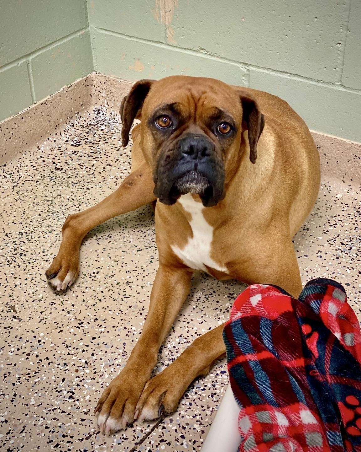 Enlarge Sweet Pea, a Adoptable Boxer in Monticello, NY image 1/1