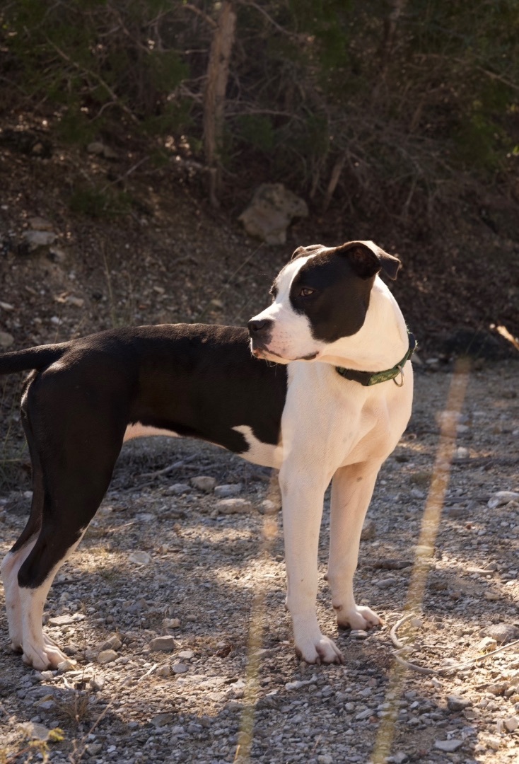 Enlarge Daisy Dottie, a Adopted Pit Bull Terrier in Johnson City, TX image 2/5
