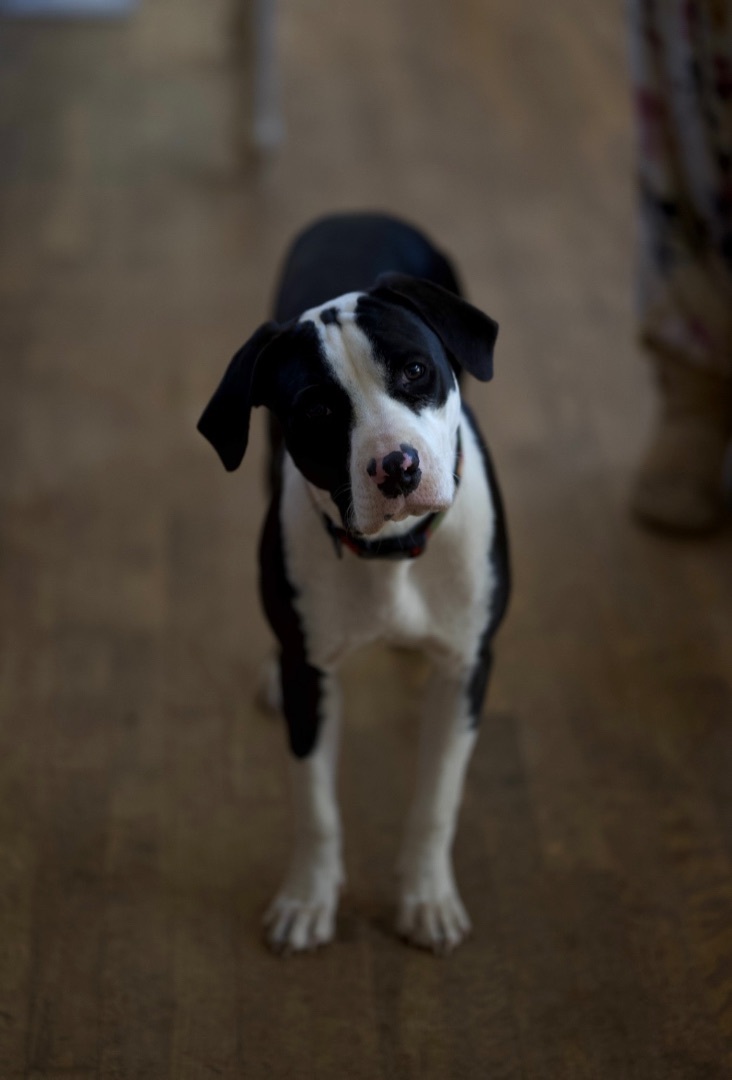 Enlarge Daisy Dottie, a Adopted Pit Bull Terrier in Johnson City, TX image 1/5