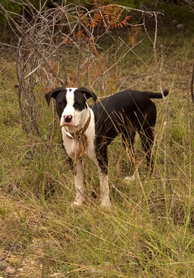 Enlarge Daisy Dottie, a Adopted Pit Bull Terrier in Johnson City, TX image 3/5