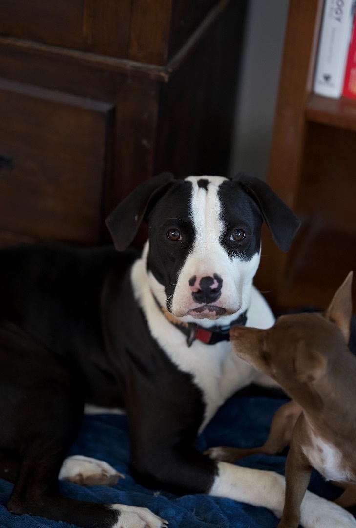 Enlarge Daisy Dottie, a Adopted Pit Bull Terrier in Johnson City, TX image 5/5