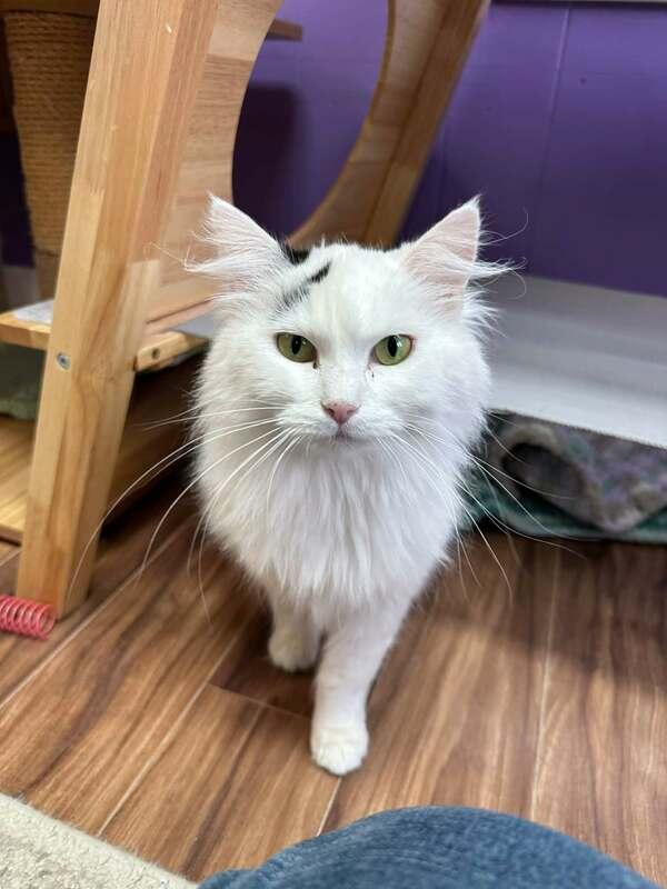 Sonic Mama, a Adoptable Domestic Long Hair in Kalamazoo, MI image 2/2