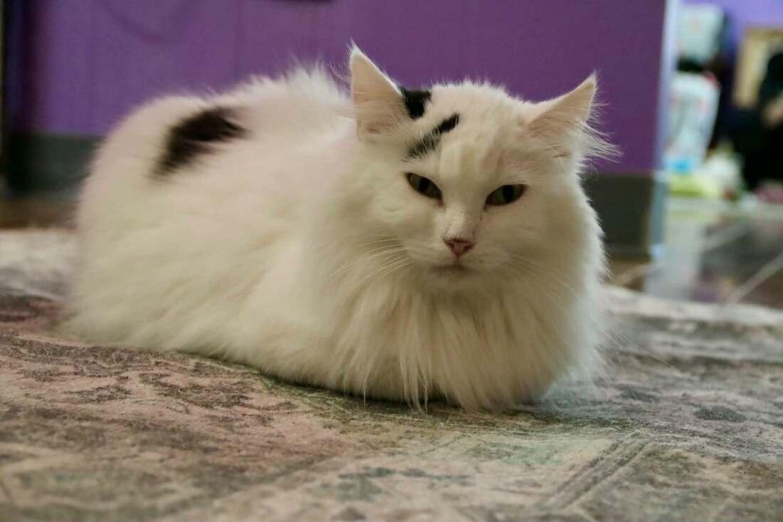 Sonic Mama, a Adoptable Domestic Long Hair in Kalamazoo, MI image 1/2