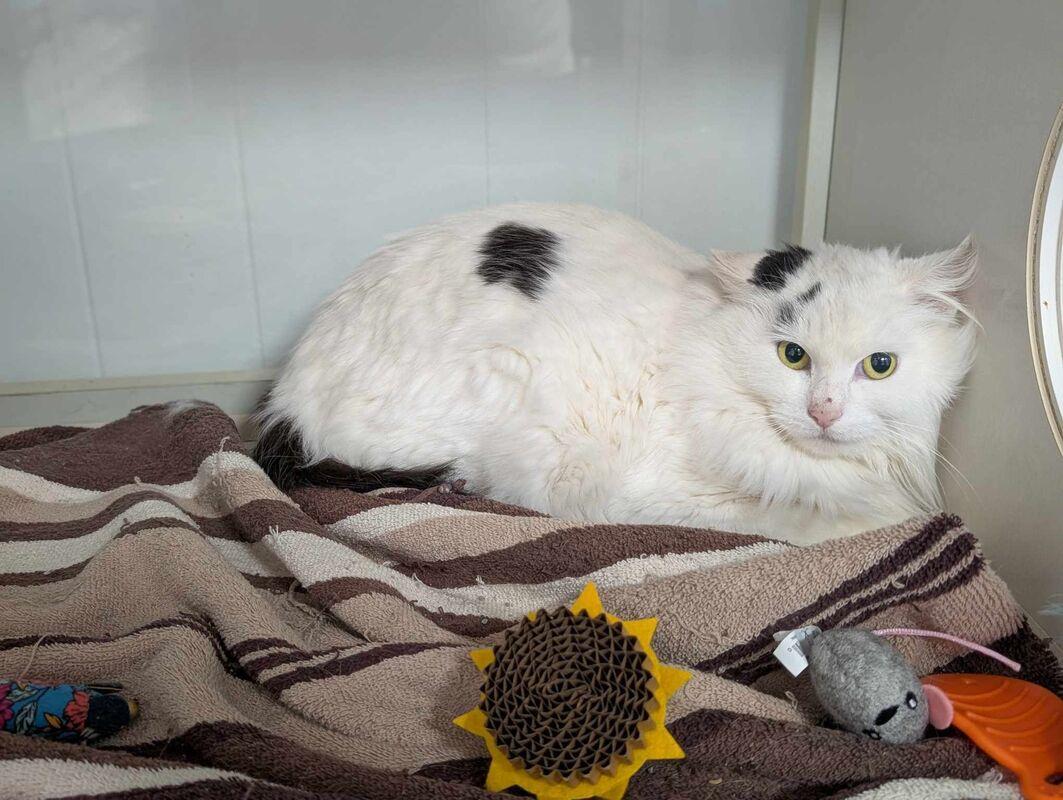 Enlarge Sonic Mama, a Adoptable Domestic Long Hair in Kalamazoo, MI image 1/1