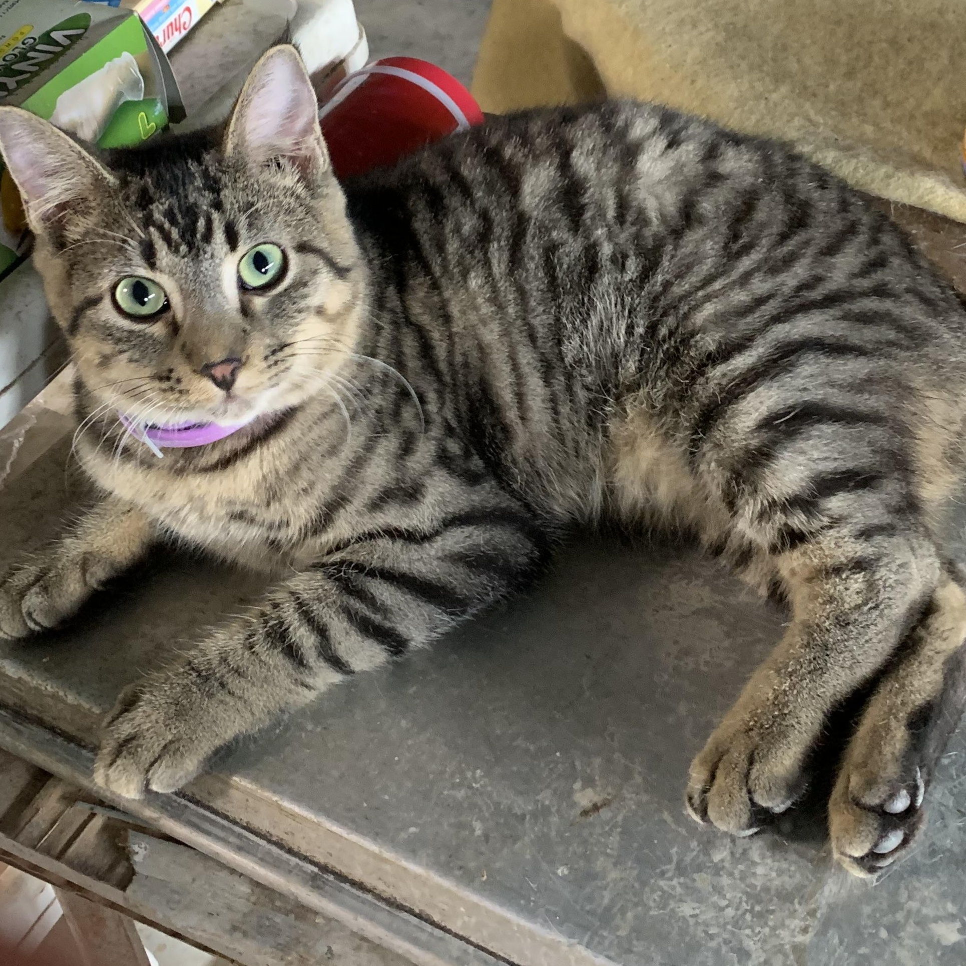 Micah, Adoptable, Young Male Domestic Short Hair.