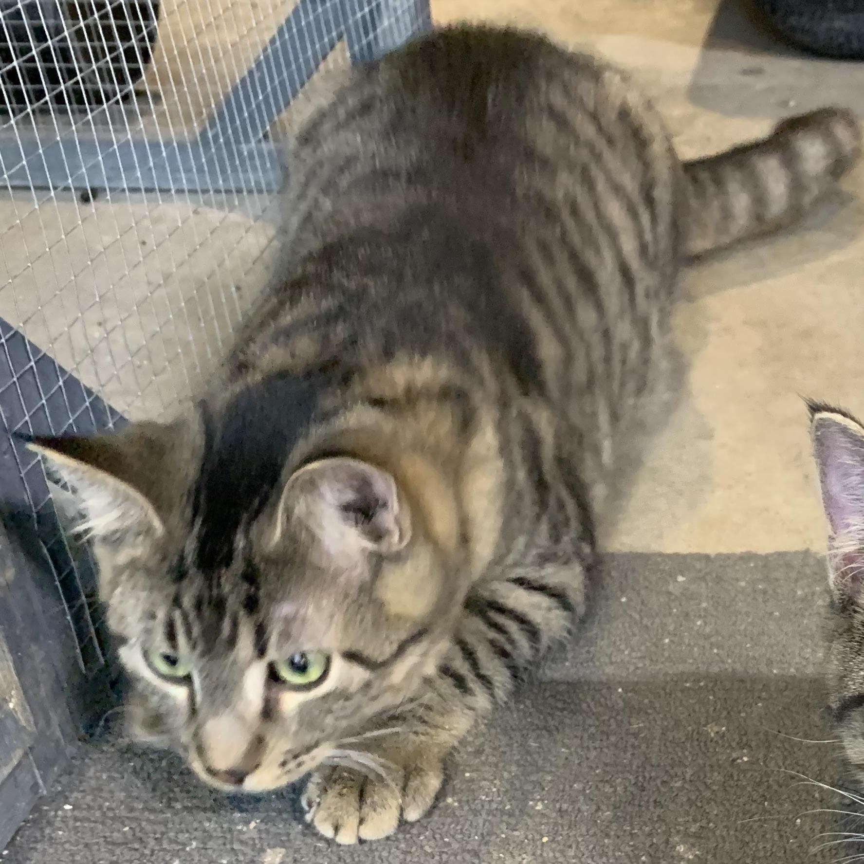 Enlarge Micah, a Adoptable Domestic Short Hair in Stockholm, WI image 2/4