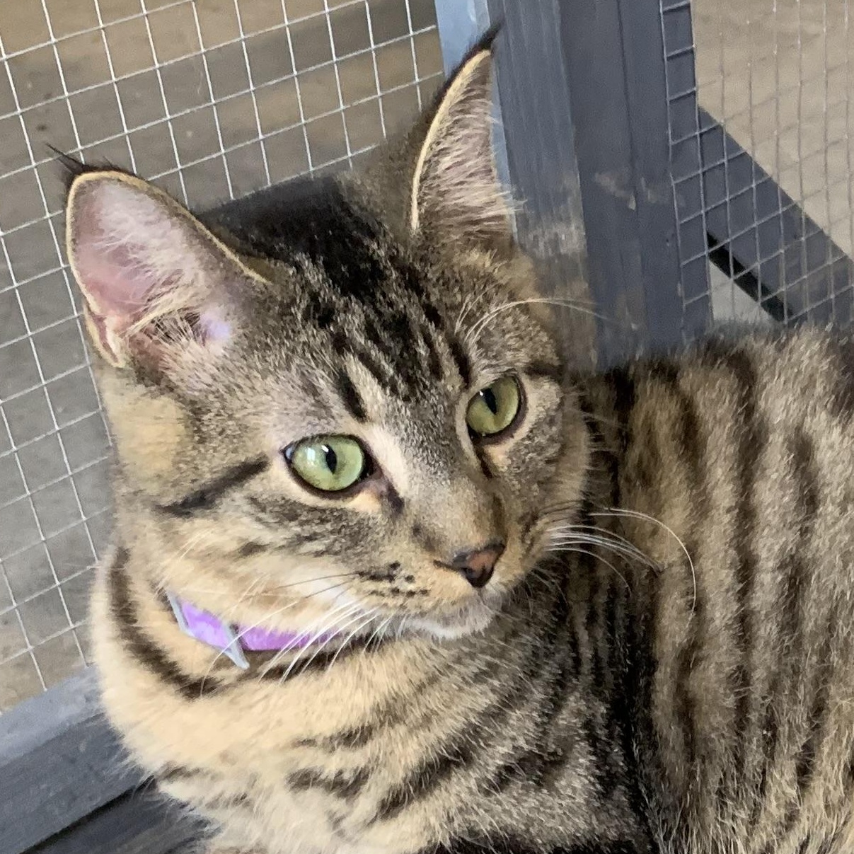 Enlarge Micah, a Adoptable Domestic Short Hair in Stockholm, WI image 4/4