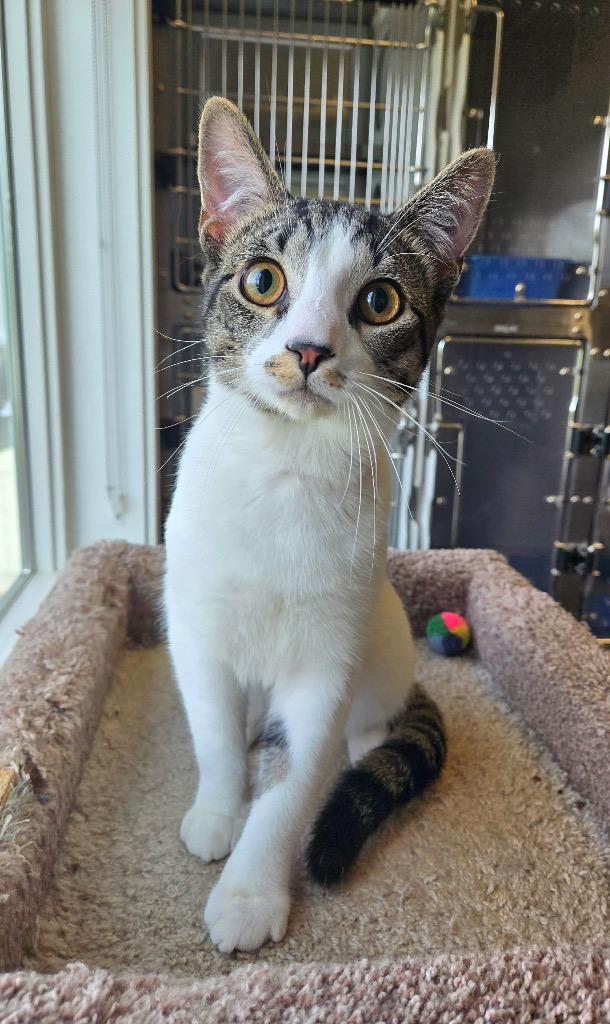 Peanut, Adoptable, Kitten Male Domestic Short Hair.