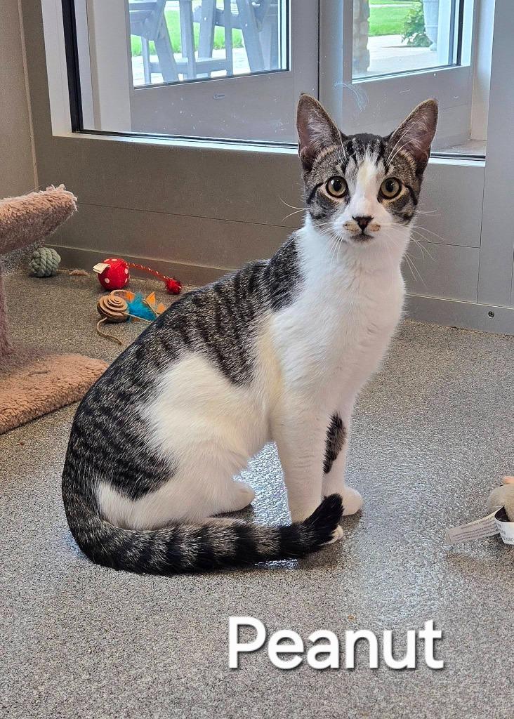 Enlarge Peanut, a Adoptable mixed breed in Sidney, OH image 2/2