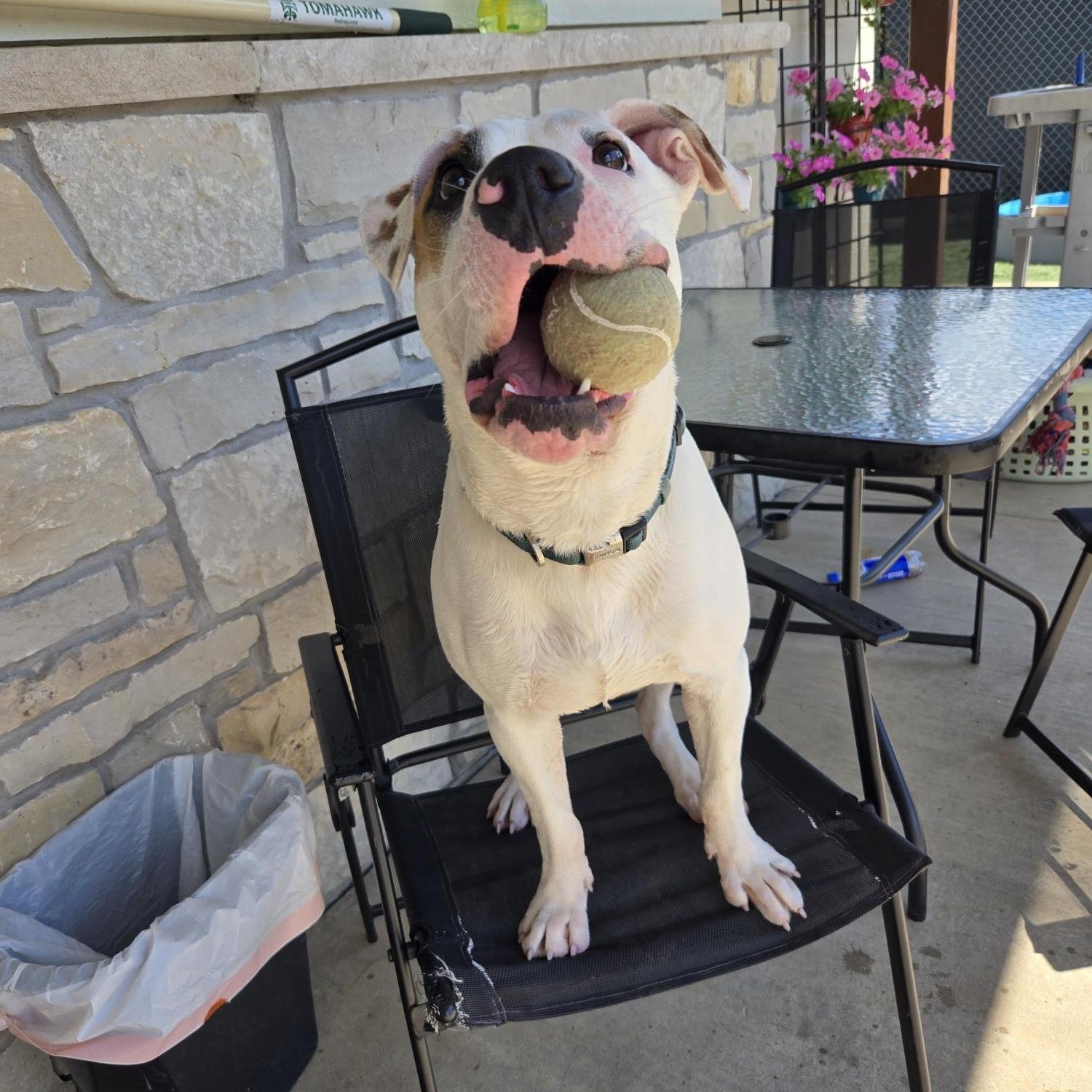 Enlarge Squirrel, a Adoptable mixed breed in Black River Falls, WI image 1/3