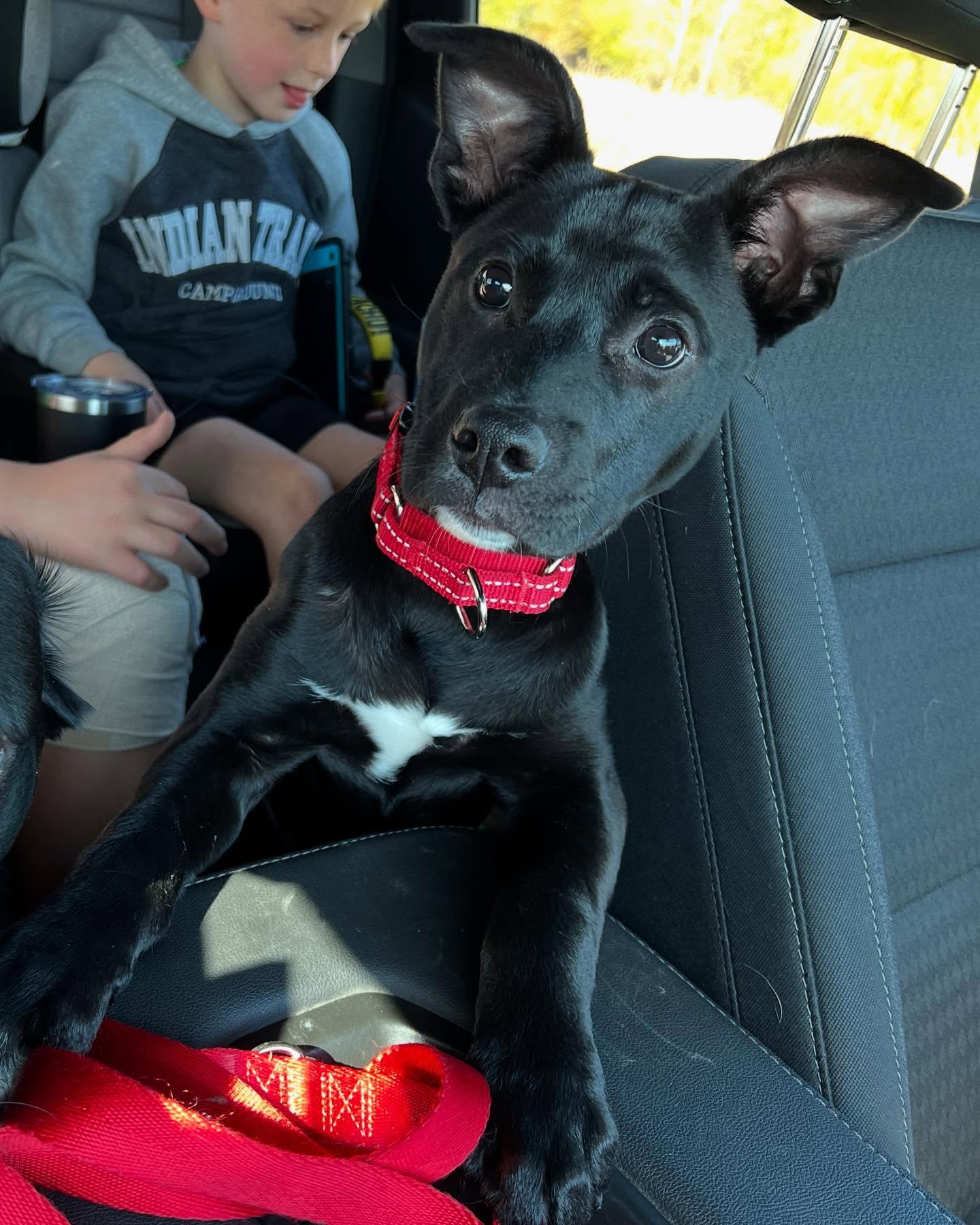 Gumbo, an adoptable Labrador Retriever in Fond du Lac, WI, 54935 | Photo Image 1