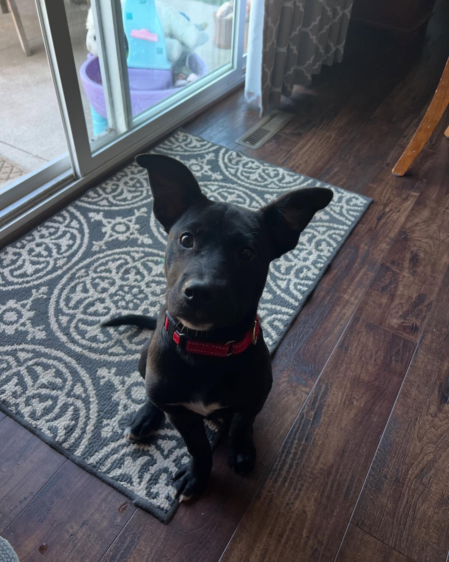 Gumbo, an adoptable Labrador Retriever in Fond du Lac, WI, 54935 | Photo Image 2