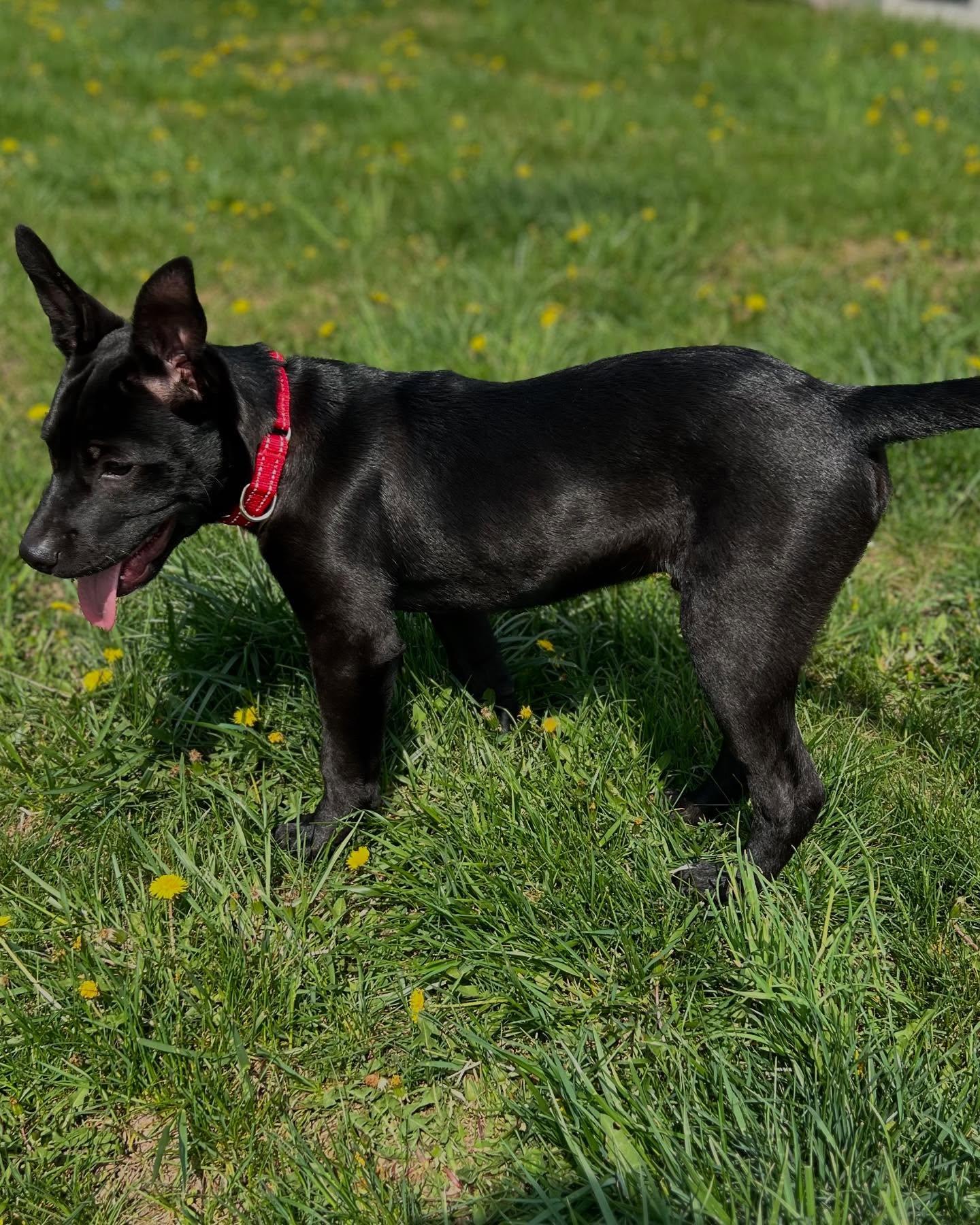 Gumbo, an adoptable Labrador Retriever in Fond du Lac, WI, 54935 | Photo Image 3