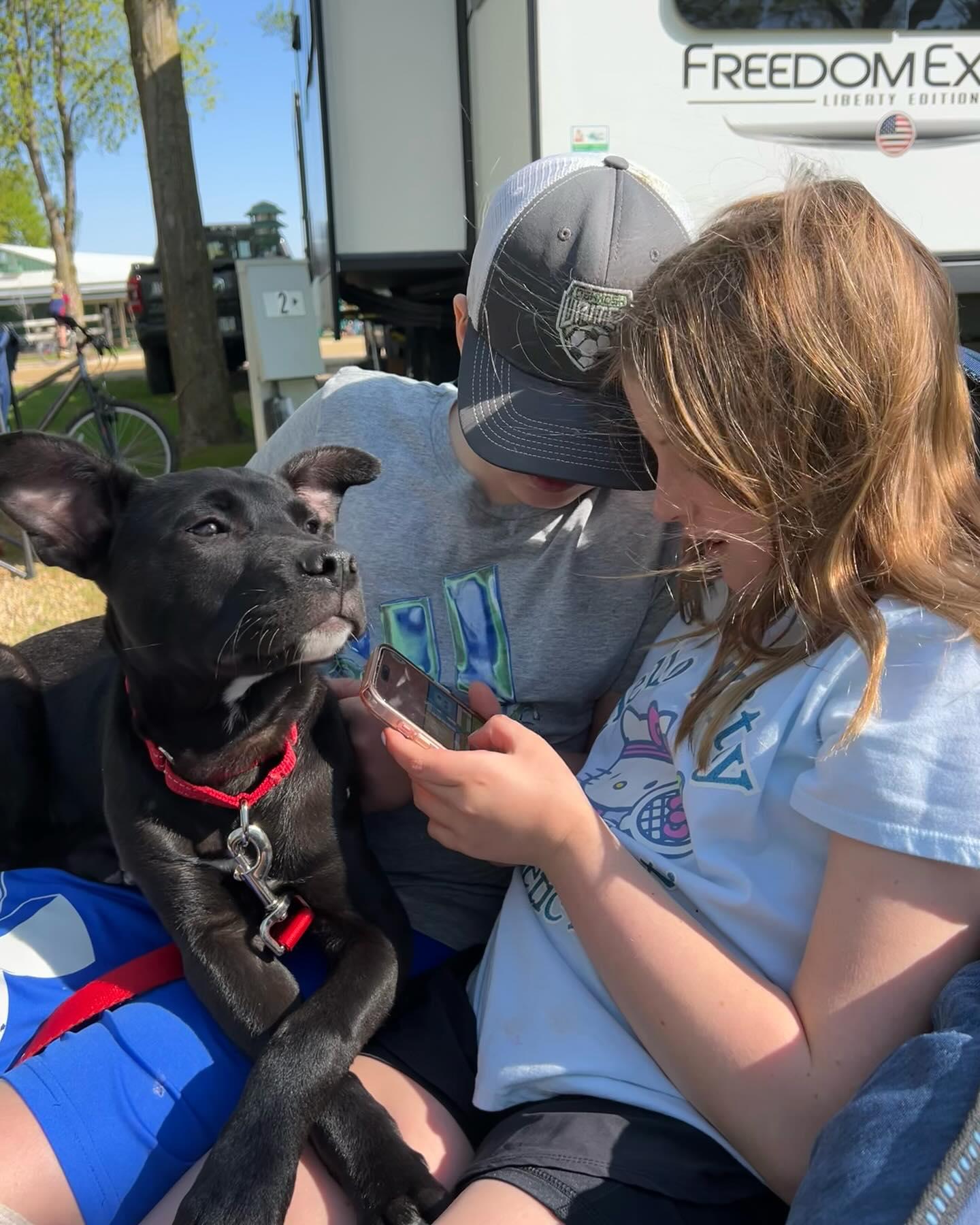 Gumbo, an adoptable Labrador Retriever in Fond du Lac, WI, 54935 | Photo Image 5