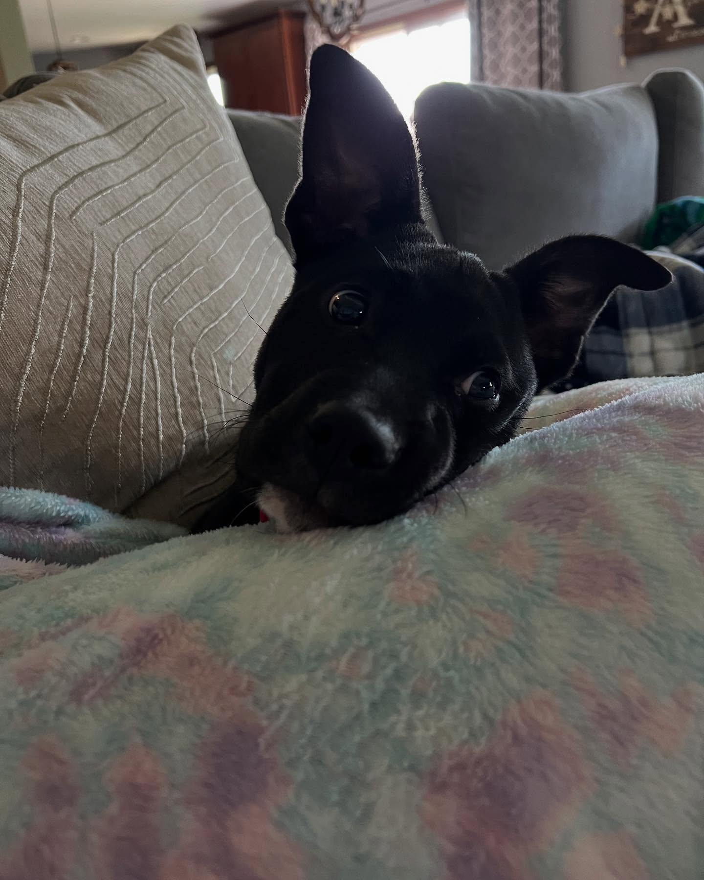 Gumbo, an adoptable Labrador Retriever in Fond du Lac, WI, 54935 | Photo Image 4