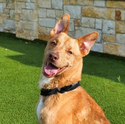 Enlarge Queso, a Adoptable mixed breed in North Richland Hills, TX image 2/3
