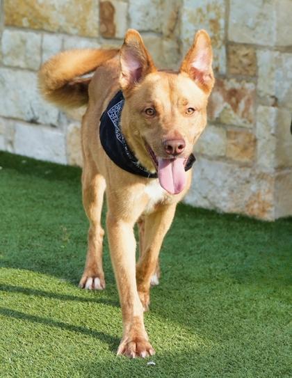 Enlarge Queso, a Adoptable mixed breed in North Richland Hills, TX image 3/3