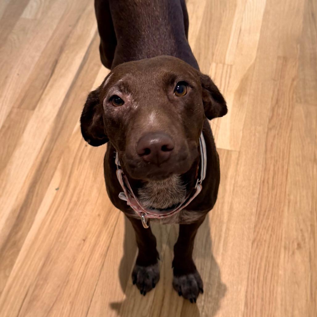 Daisy, Adoptable, Young Female Chocolate Labrador Retriever & Mixed Breed.