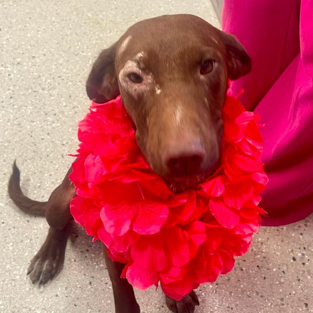 Daisy, a Adoptable mixed breed in Fayetteville, AR image 2/6