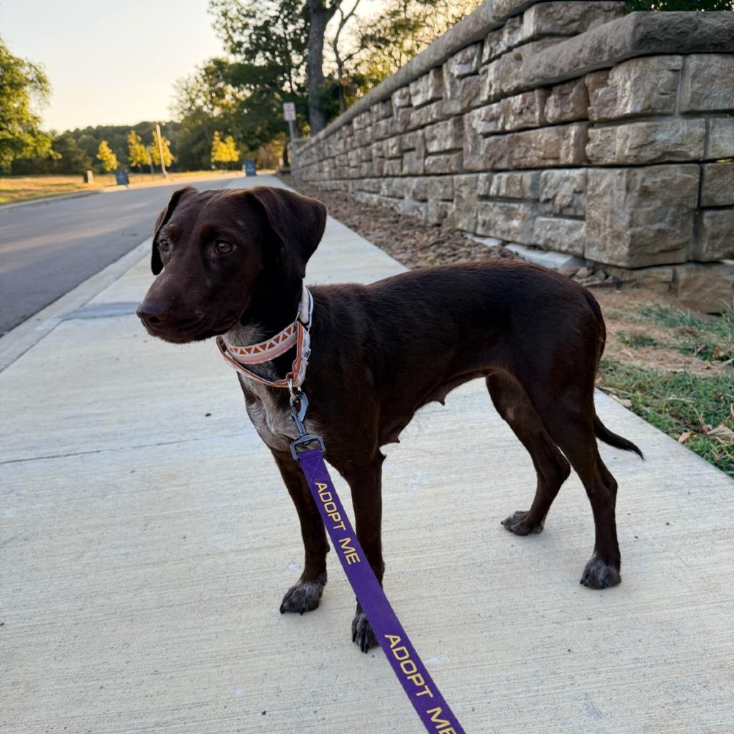 Daisy, a Adoptable mixed breed in Fayetteville, AR image 6/6