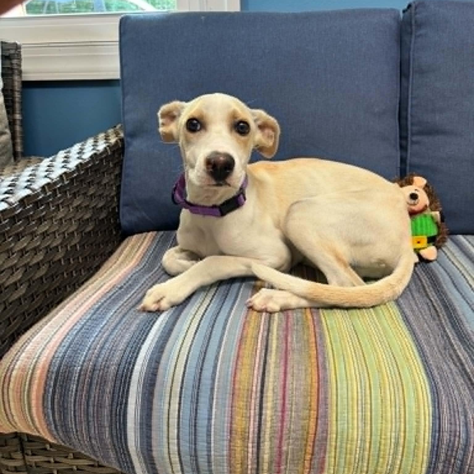 Leche, ADOPTABLE, Puppy Male Labrador Retriever.