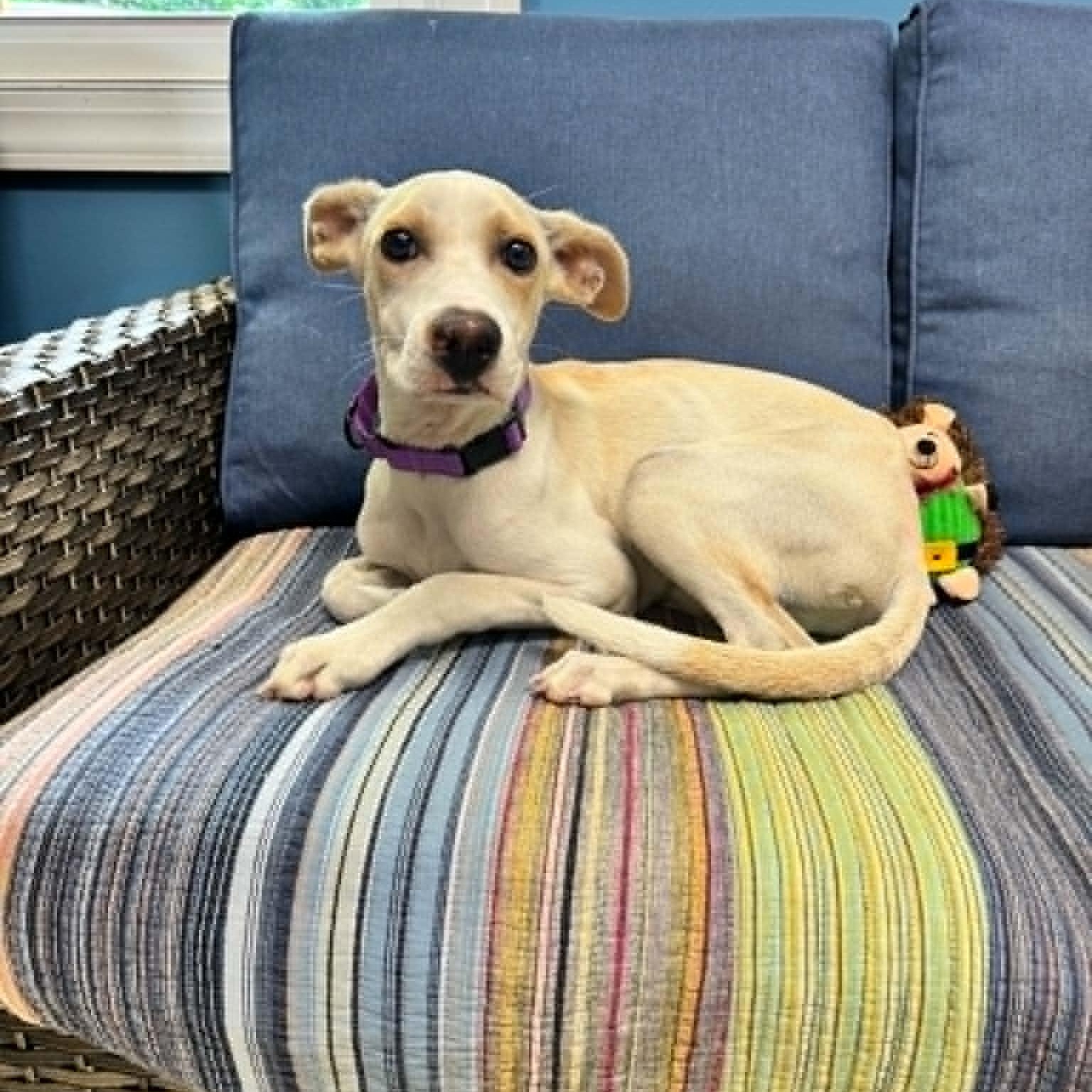 Leche, a ADOPTABLE Labrador Retriever in Sunderland, MD image 2/3