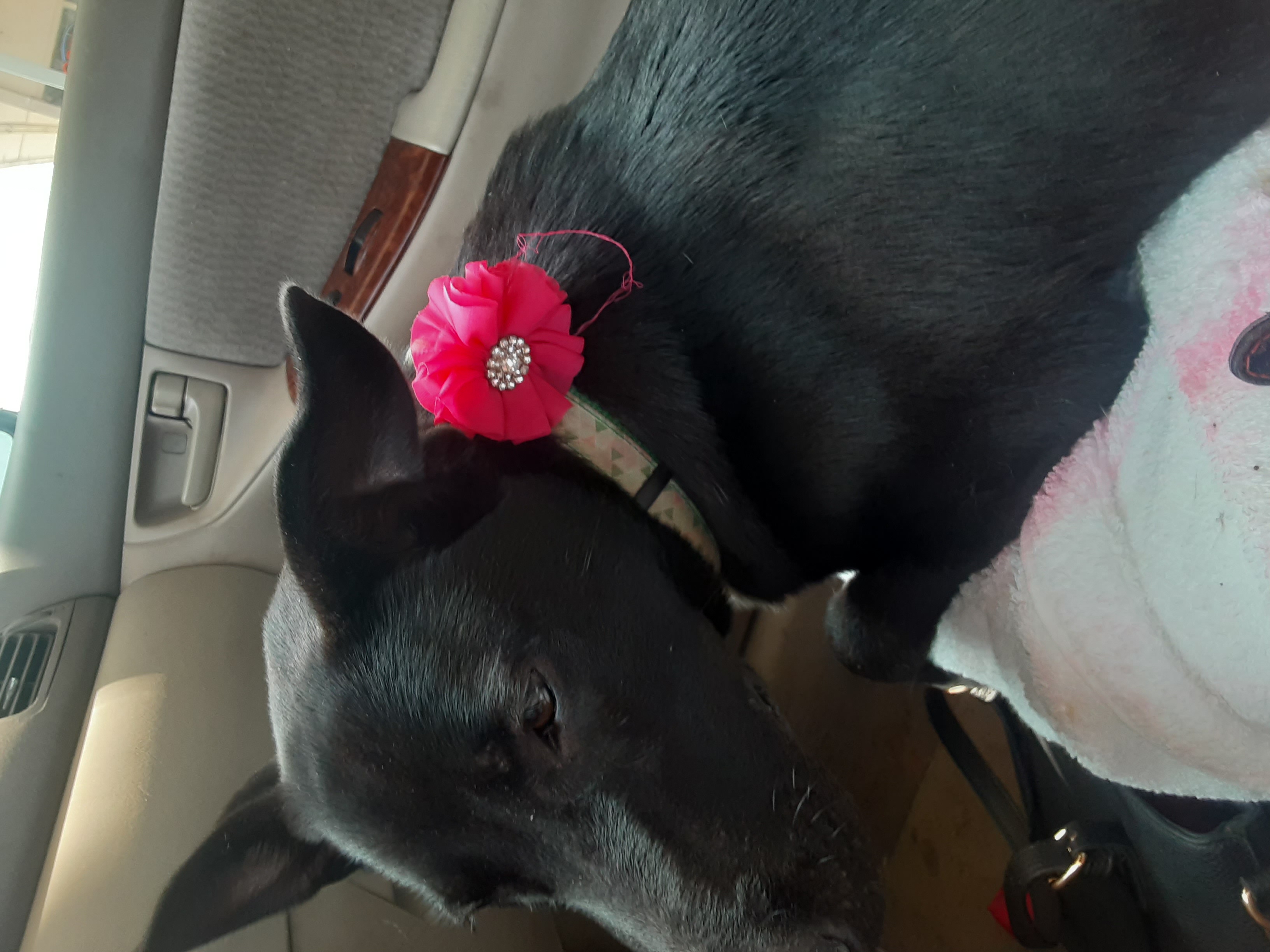 Cynder Ella, an adoptable Catahoula Leopard Dog, Canaan Dog in Williston, VT, 05495 | Photo Image 4