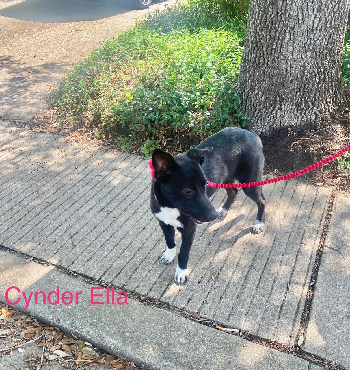 Cynder Ella, an adoptable Catahoula Leopard Dog, Canaan Dog in Williston, VT, 05495 | Photo Image 6