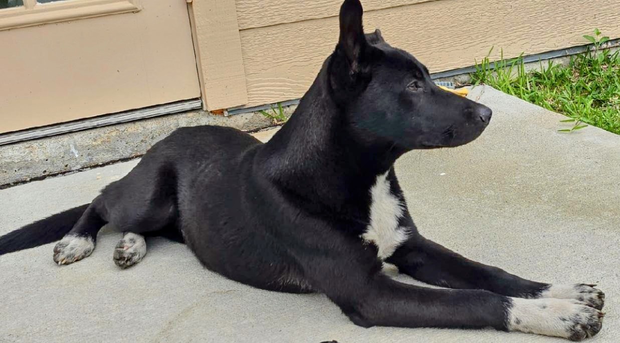 Cynder Ella, an adoptable Catahoula Leopard Dog, Canaan Dog in Williston, VT, 05495 | Photo Image 5