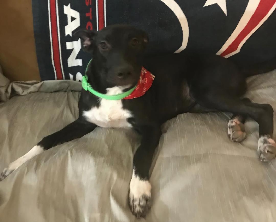 Cynder Ella, an adoptable Catahoula Leopard Dog, Canaan Dog in Williston, VT, 05495 | Photo Image 2