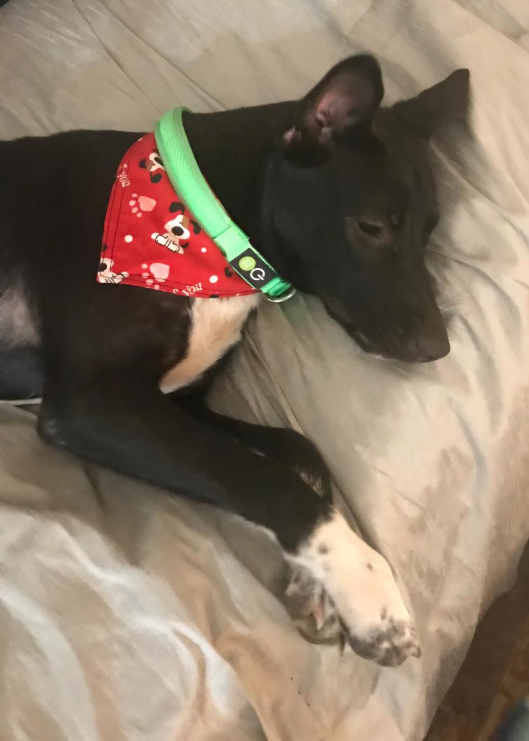 Cynder Ella, an adoptable Catahoula Leopard Dog, Canaan Dog in Williston, VT, 05495 | Photo Image 1