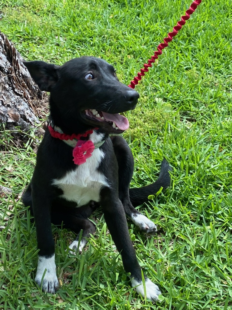 Cynder Ella, an adoptable Catahoula Leopard Dog, Canaan Dog in Williston, VT, 05495 | Photo Image 3