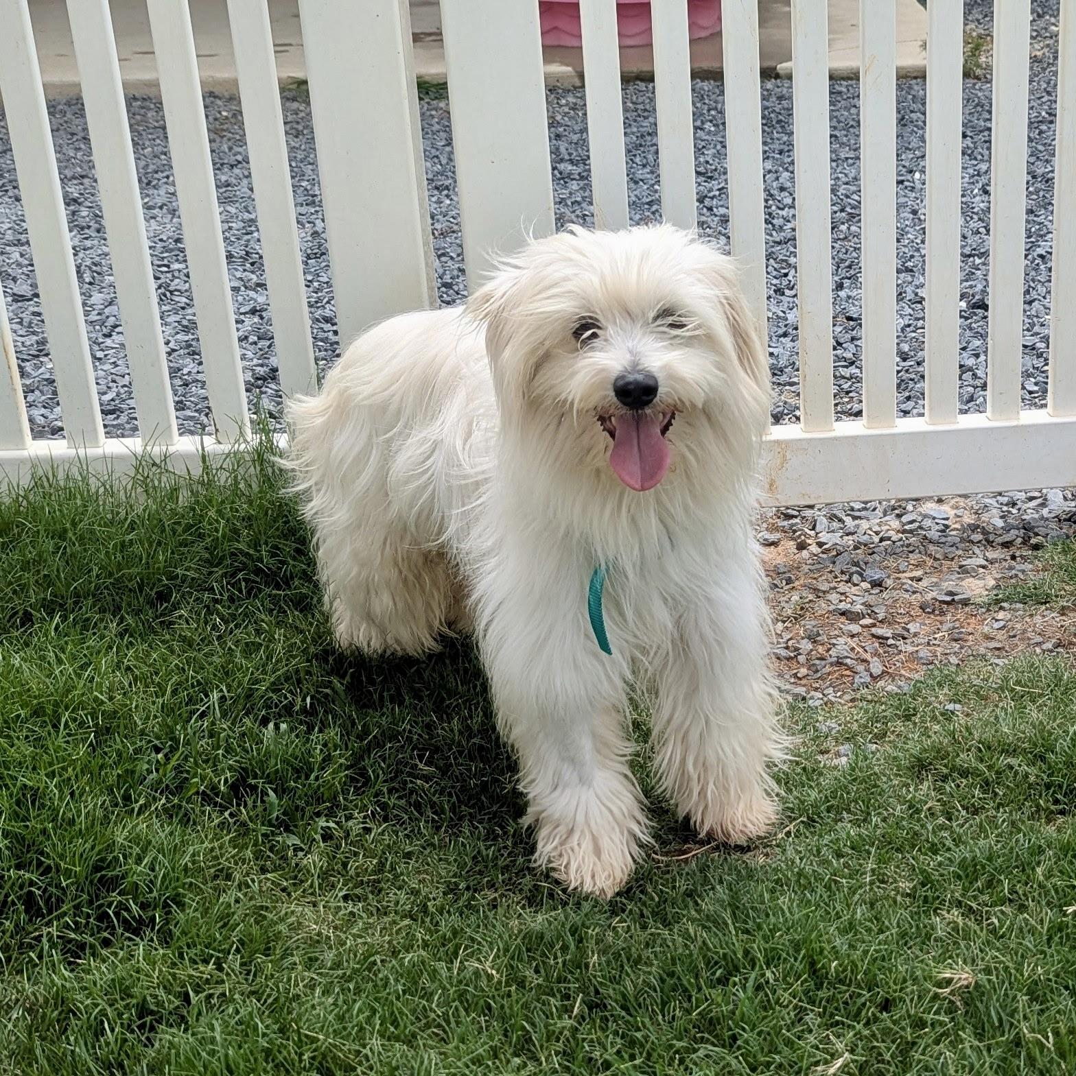 Enlarge Jovi, a Adoptable Maltese in Paramus, NJ image 6/6