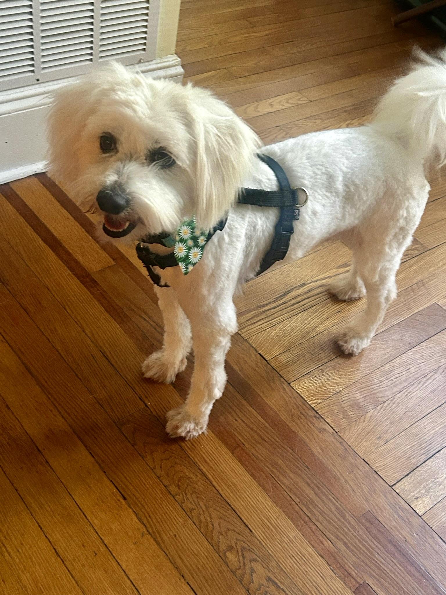 Jovi, Adoptable, Adult Male Maltese.