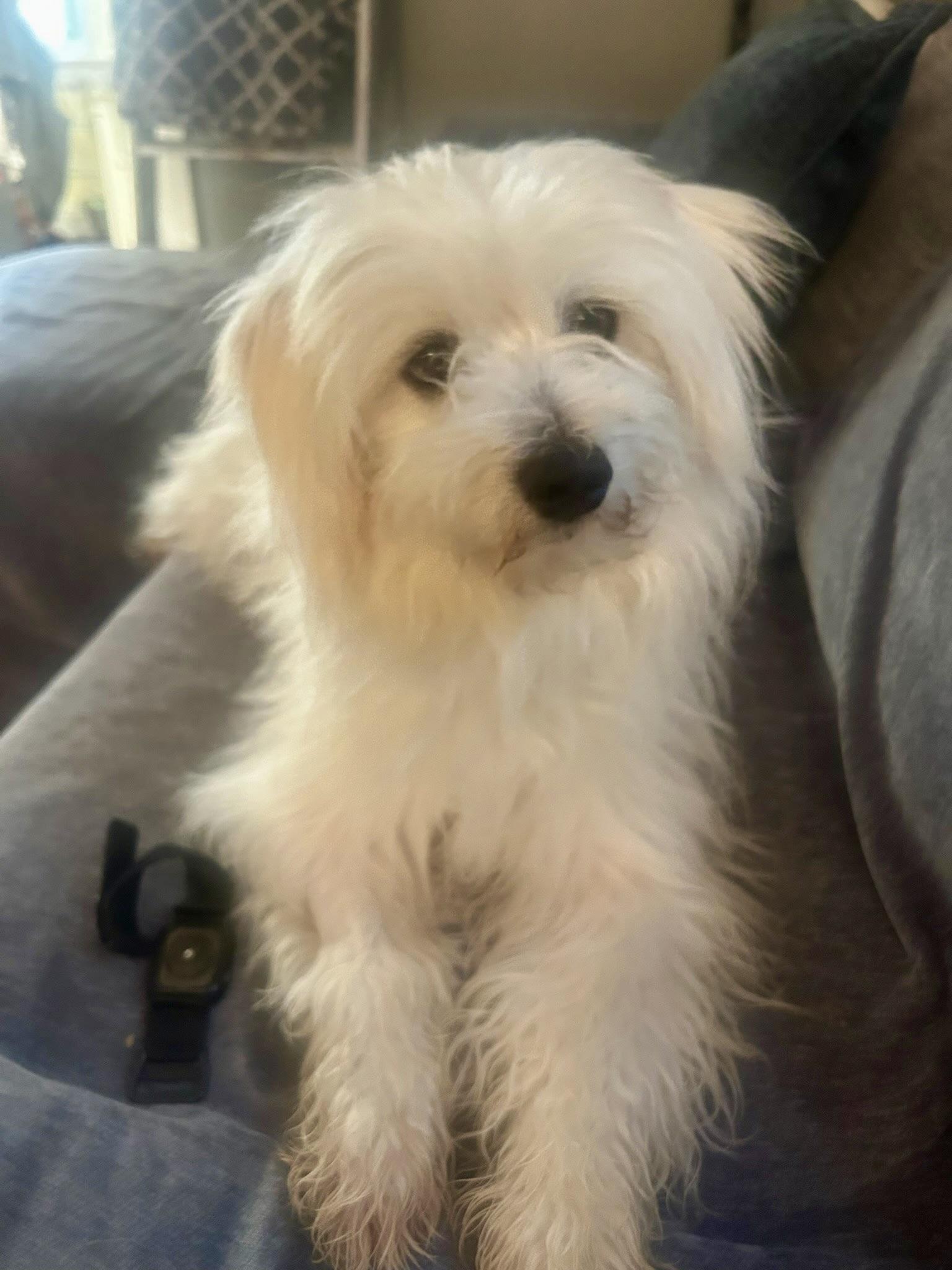 Enlarge Jovi, a Adoptable Maltese in Paramus, NJ image 3/6