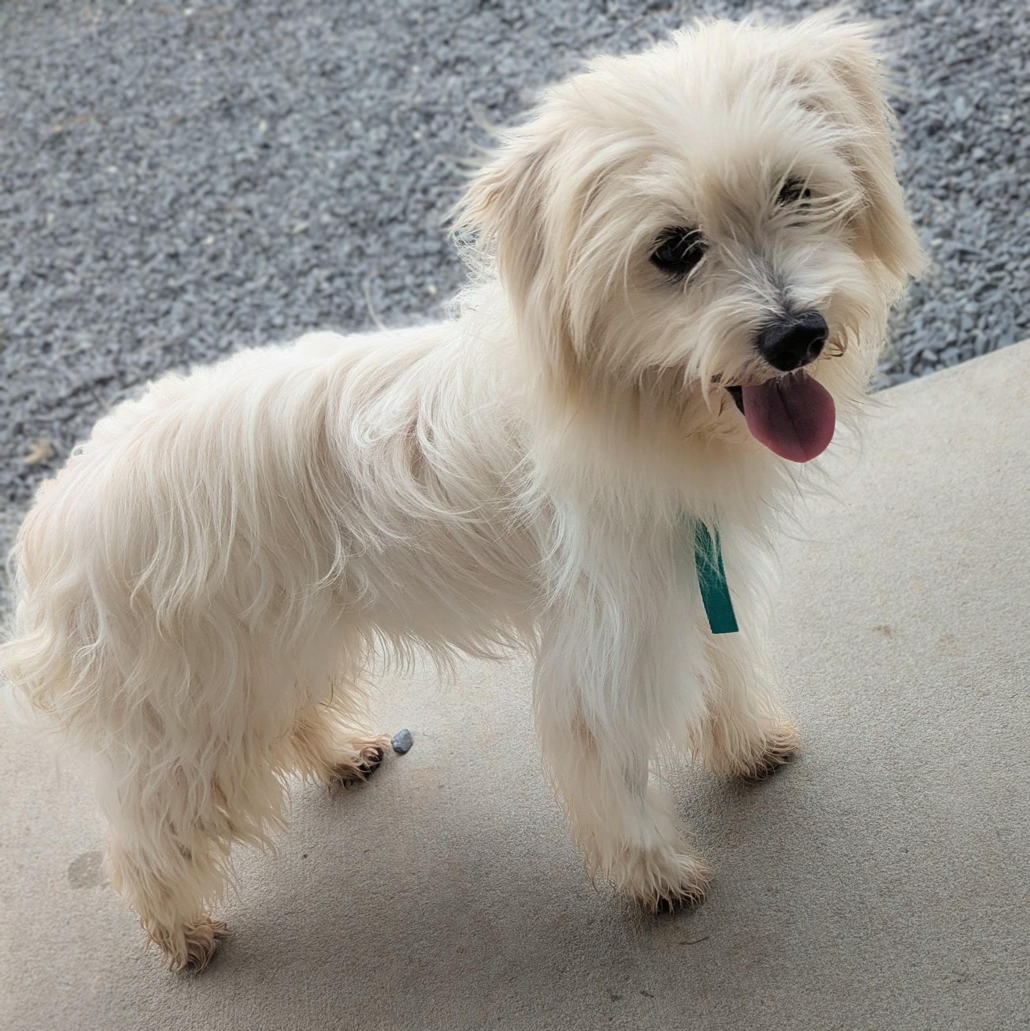 Jovi, Adoptable, Adult Male Maltese.