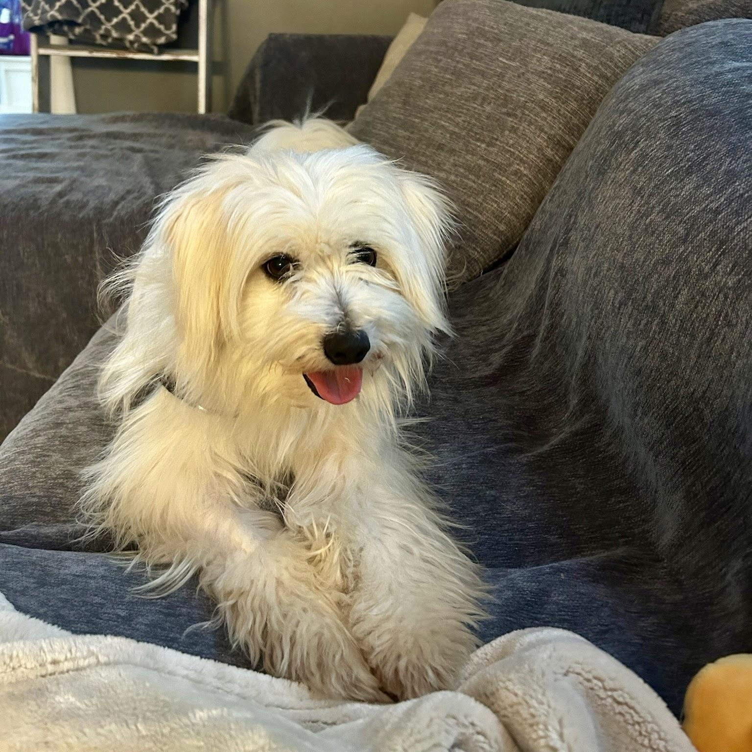 Enlarge Jovi, a Adoptable Maltese in Paramus, NJ image 4/6