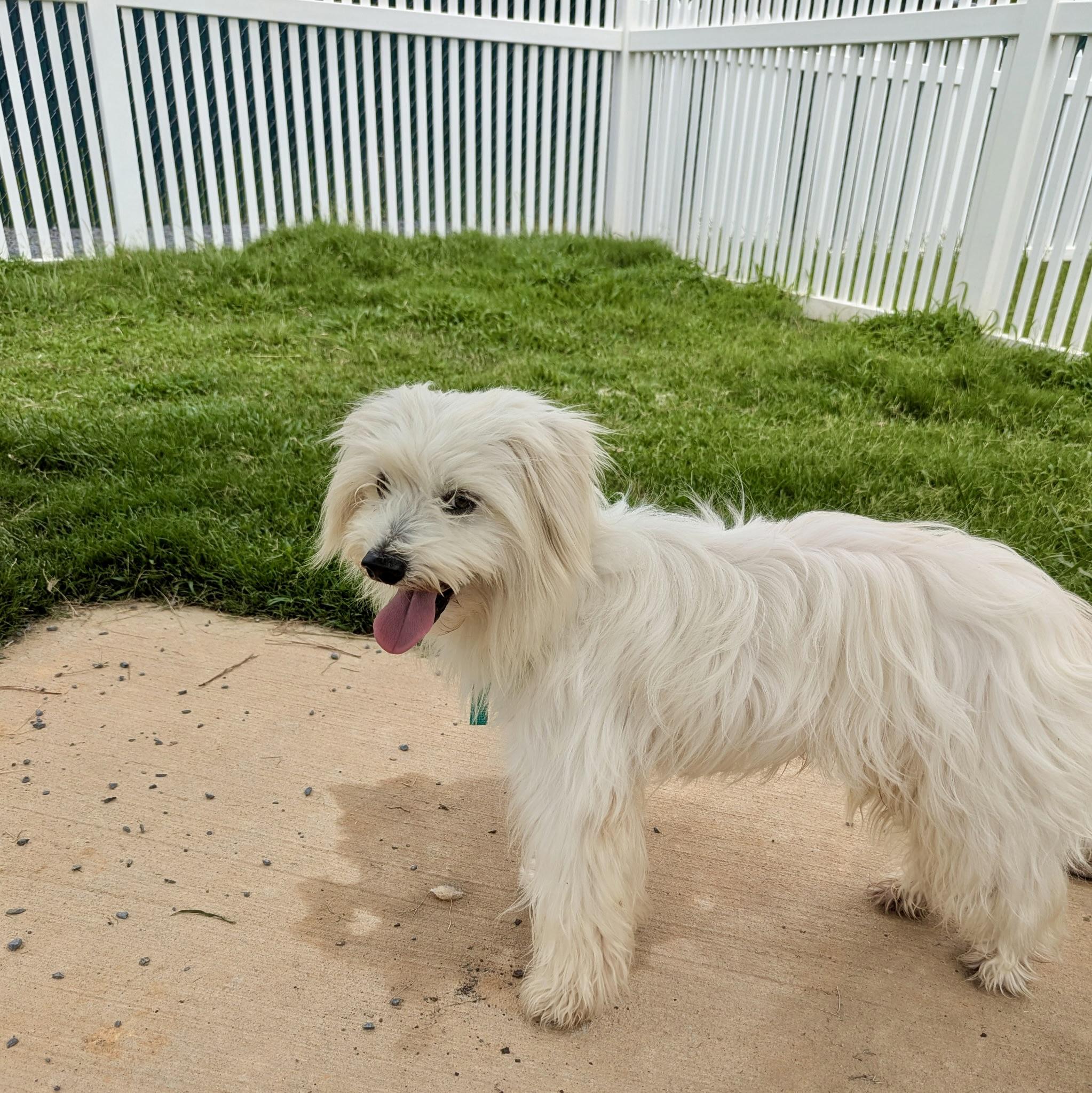 Enlarge Jovi, a Adoptable Maltese in Paramus, NJ image 2/6